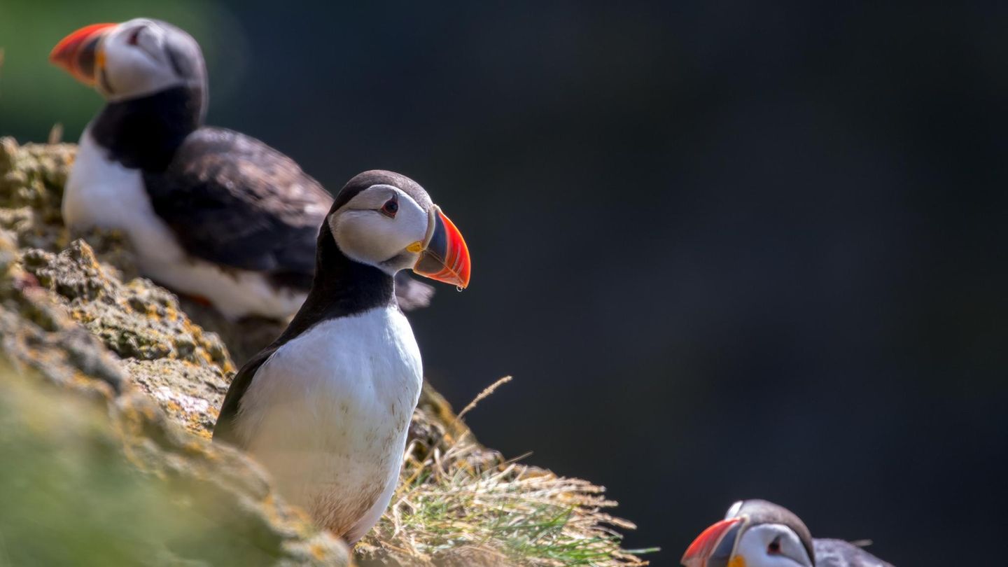 Leben Am Abgrund: Papageitaucher, ob ihrer Optik auch Meeresclowns genannt, bewohnen zur Brutzeit die Klippen des Nordatlantiks