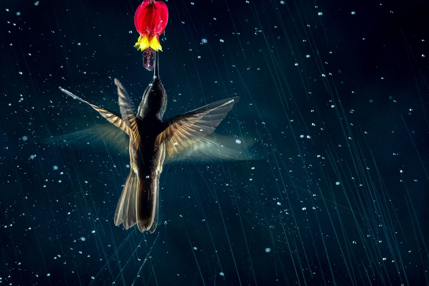 Nicolas Reusens/Bird Photographer of the Year Nicolas Reusens/Bird Photographer of the Year