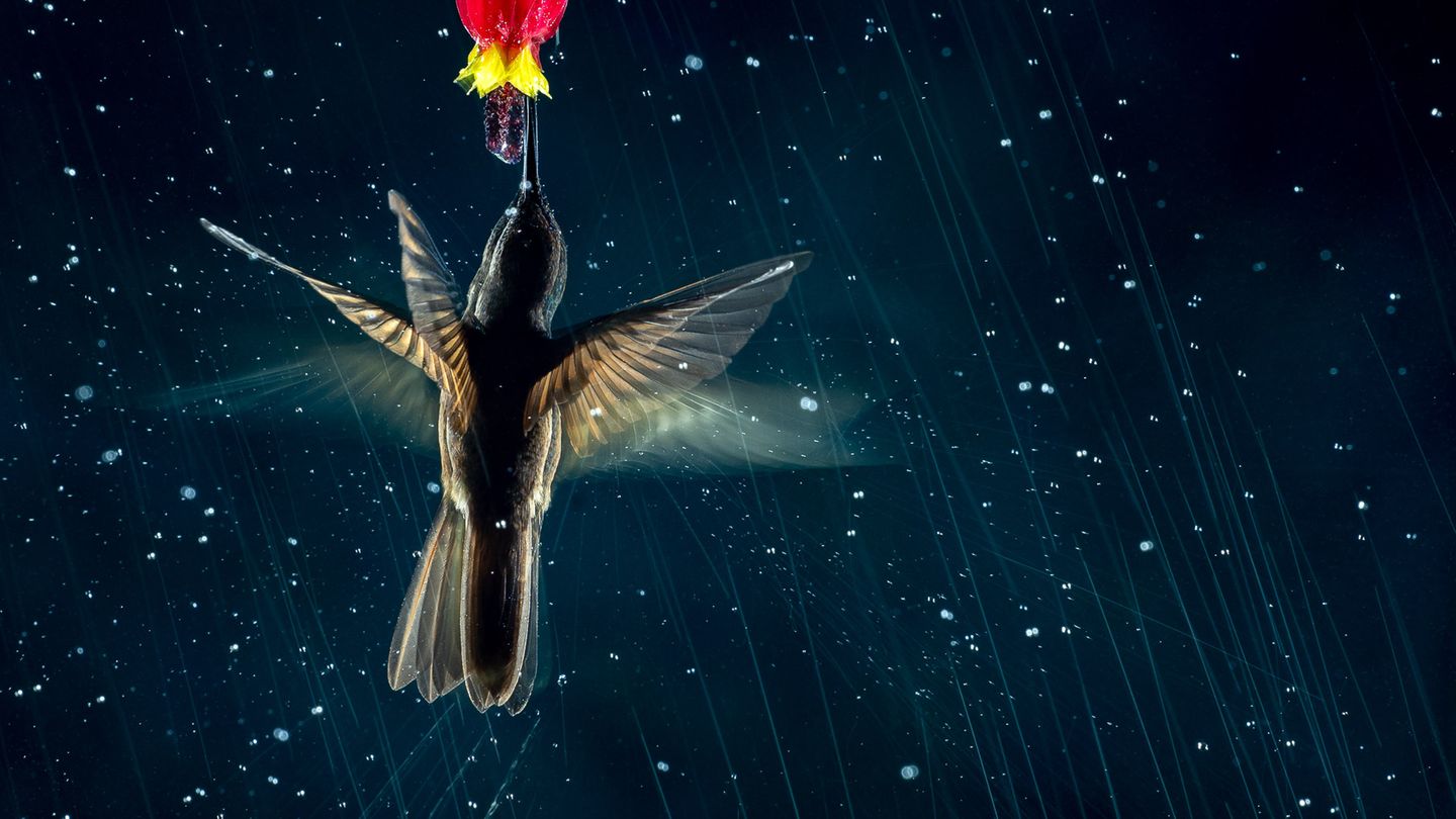 Nicolas Reusens/Bird Photographer of the Year
