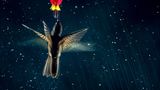 Nicolas Reusens/Bird Photographer of the Year