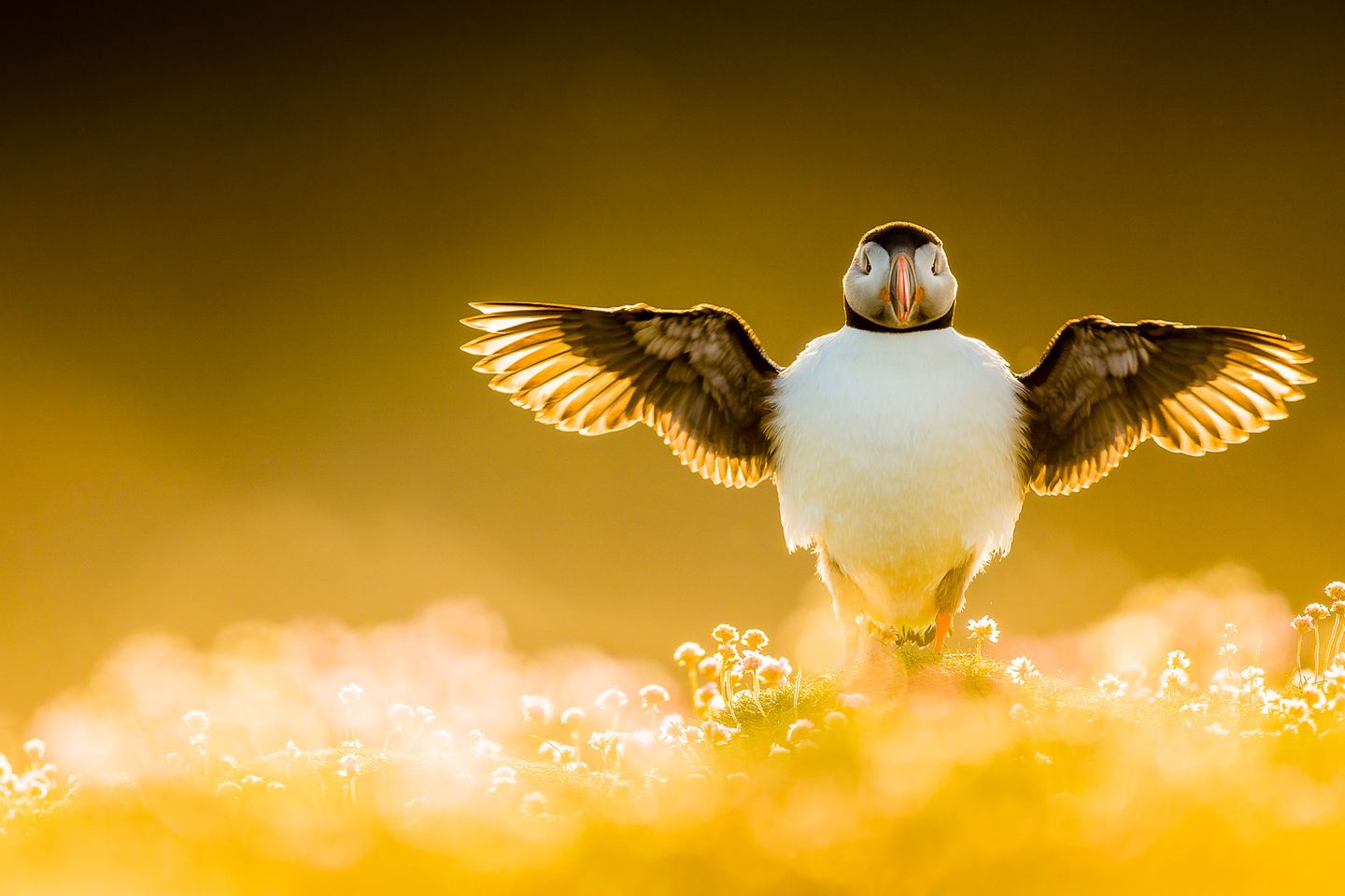 Naturfotografie: Kevin Morgans hüllt den Papageientaucher in ein filmesques Licht, spielt mit Bokeh-Effekten und ungewöhnlichen Perspektiven. Seine Bilderserie, die den ersten Preis in der Kategorie "Portfolio" erhält, setzt den Vogel in jedem Bild neu in Szene. Mal romantisch, dann wieder dramatisch und gelegentlich mit einer Priese Melancholie. Die einzelnen Sequenzen reihen sich aneinander und erzählen die Geschichte mit dem Titel "My Summer With Puffins". Kevin Morgans hüllt den Papageientaucher in ein filmesques Licht, spiel mit Bokeh-Effekten und ungewöhnlichen Perspektiven. Seine Bilderserie, die den ersten Preis in der Kategorie „Portfolio“ erhält, setzt den Vogel in jedem Bild neu in Szene. Mal romantisch, dann wieder dramatisch und gelegentlich ein Priese Melancholie. Die einzelnen Sequenzen reihen sich aneinander und erzählen die Geschichte mit dem Titel „My Summer With Puffins"