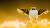 Kevin Morgans hüllt den Papageientaucher in ein filmesques Licht, spiel mit Bokeh-Effekten und ungewöhnlichen Perspektiven. Seine Bilderserie, die den ersten Preis in der Kategorie „Portfolio“ erhält, setzt den Vogel in jedem Bild neu in Szene. Mal romantisch, dann wieder dramatisch und gelegentlich ein Priese Melancholie. Die einzelnen Sequenzen reihen sich aneinander und erzählen die Geschichte mit dem Titel „My Summer With Puffins"
