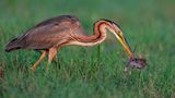 Massimiliano Apoll/Bird Photographer of the Year