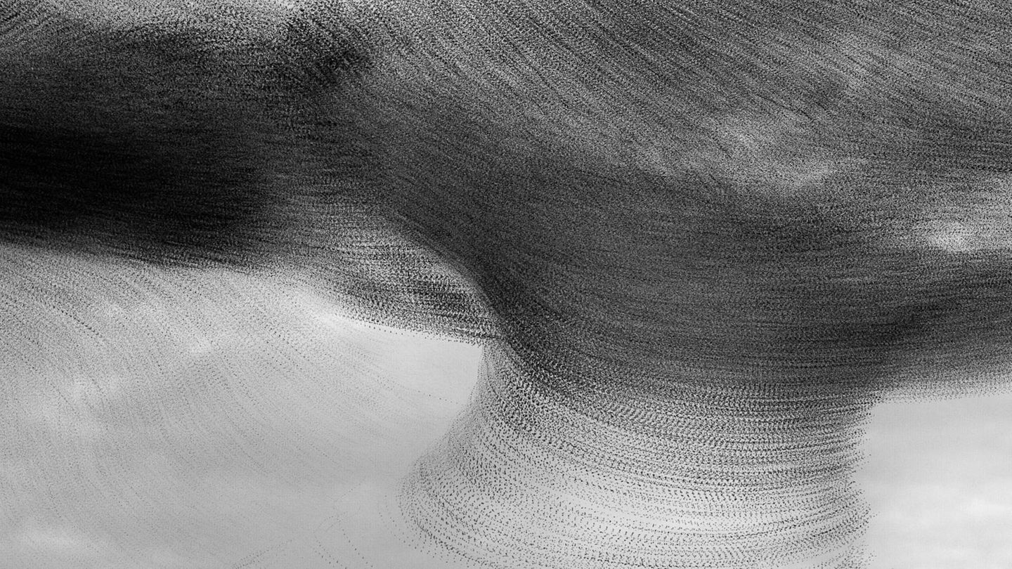 Kathryn Cooper/Bird Photographer of the Year