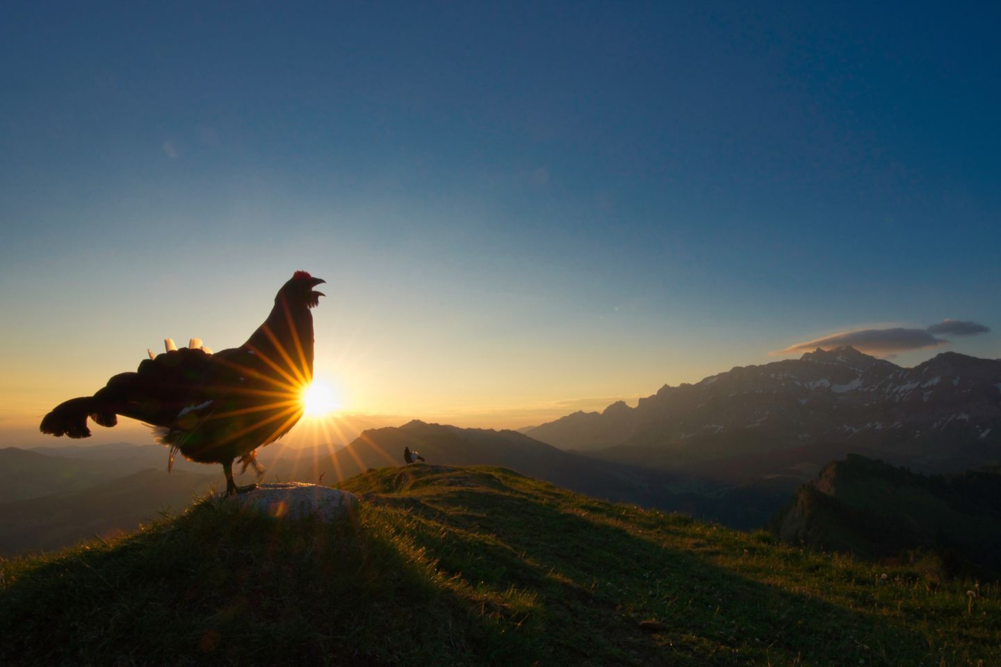 Levi Fitz /Bird Photographer of the Year Levi Fitz /Bird Photographer of the Year