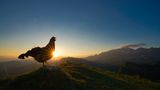 Levi Fitz /Bird Photographer of the Year