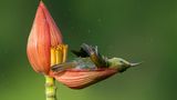 Mousam Ray/Bird Photographer of the Year