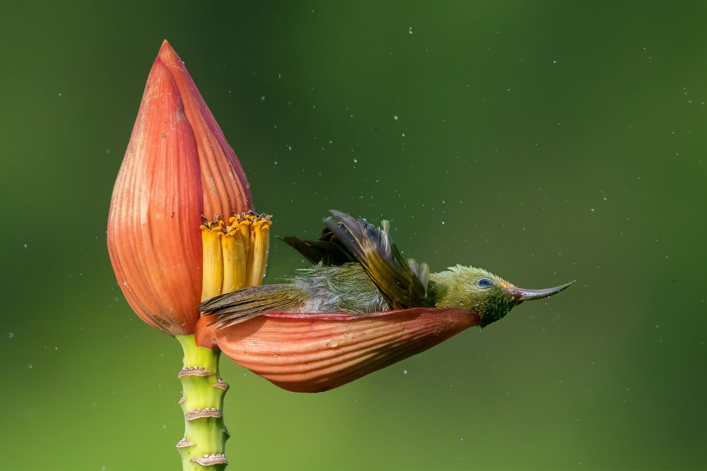Mousam Ray/Bird Photographer of the Year Mousam Ray/Bird Photographer of the Year