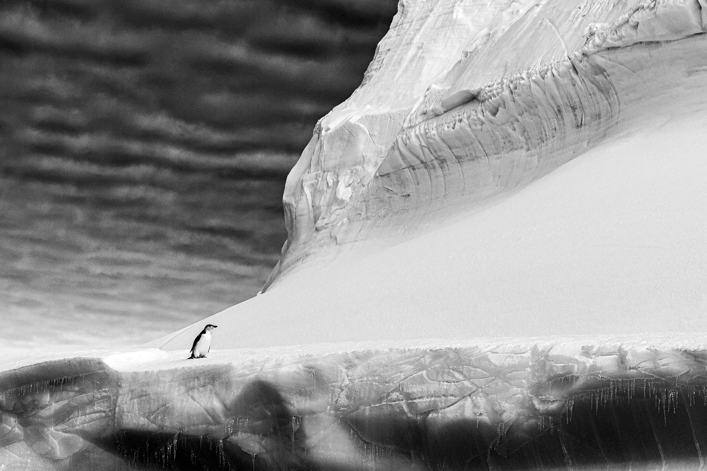 Renato Granieri/Bird Photographer of the Year Renato Granieri/Bird Photographer of the Year