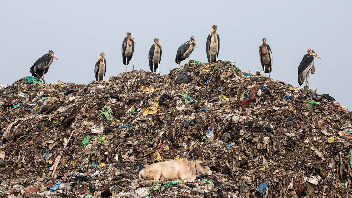 Carla Rhodes/Bird Photographer of the Year