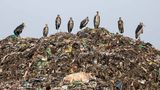 Carla Rhodes/Bird Photographer of the Year