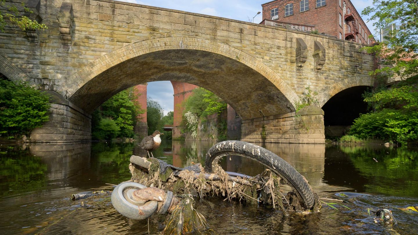 Terry Whittaker/Bird Photographer of the Year
