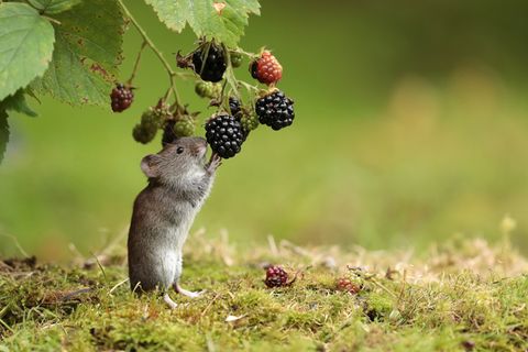 31.08.2021      "Kleine Rötelmaus knabbert an einer Brombeere."      Kamera:   Mehr Fotos von christoffers