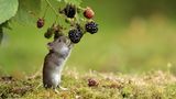 31.08.2021      "Kleine Rötelmaus knabbert an einer Brombeere."      Kamera:   Mehr Fotos von christoffers
