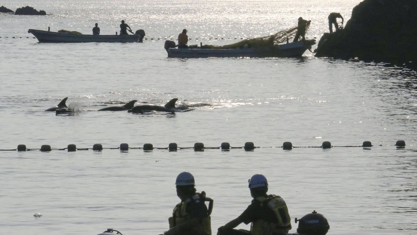 Fischer jagen Delfine vor Taiji Fischer jagen Delfine vor Taiji