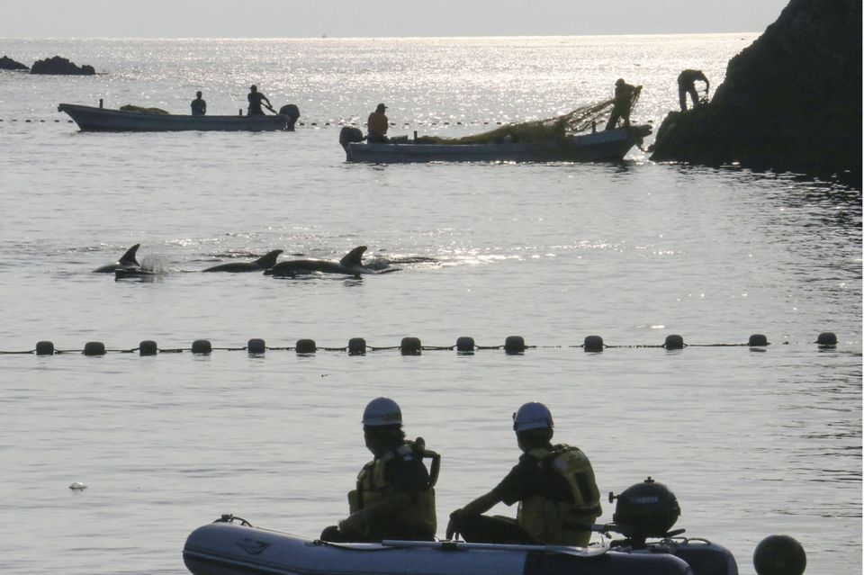 Fischer jagen Delfine vor Taiji