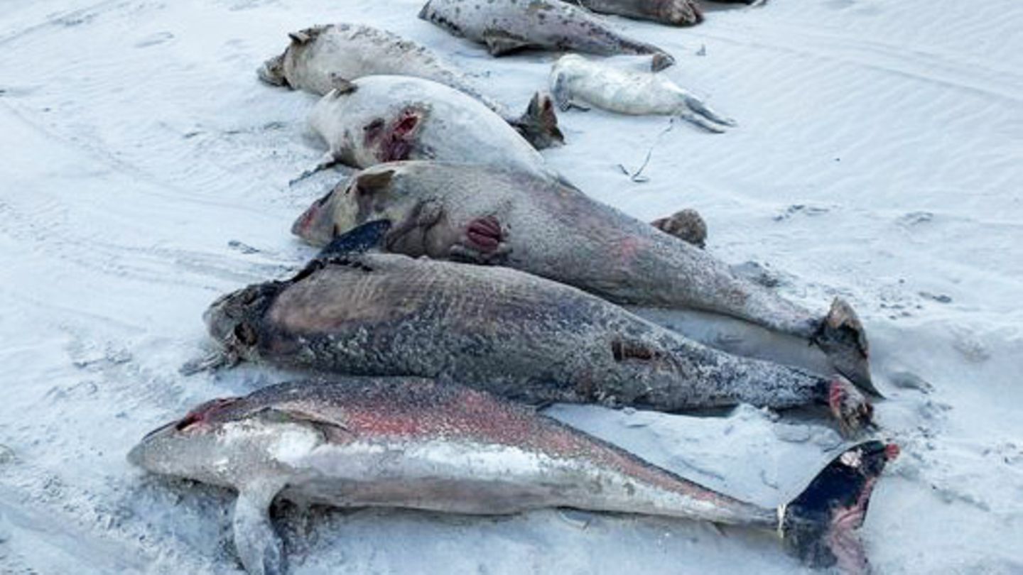 Gestrandete Schweinswale auf Ameland: Ist das Militär schuld?