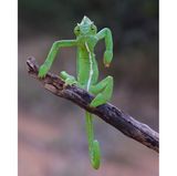 Vielleicht ist dieses Chamäleon einfach nicht mit einem Ganzkörperporträt einverstanden; vielleicht ist es aber auch mit der Gesamtsituation unzufrieden