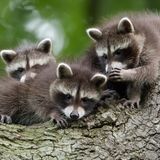 Während in Argentinien Wasserschweine ein Luxusviertel übernehmen und als Klassenkämpfer gefeiert werden, scheinen diese Waschbären bereits die nächste Revolution zu planen