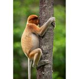 Der Fotograf munkelt über zwei mögliche Szenarien in dieser Aufnahme: Dieser Nasenaffen könnte sich entweder sein namengebendes Organ an der rauen Rinde kratzen; oder aber er zählt sich zu den „Treehuggern“ und gibt der rauen Schale einen Kuss. Wer wären wir, das zu verurteilen?  Das Foto hat es – wie auch die folgenden – in die Auswahl der insgesamt zehn Gewinner und Gewinnerinnen der Kategorie "HIGHLY COMMENDED" geschafft