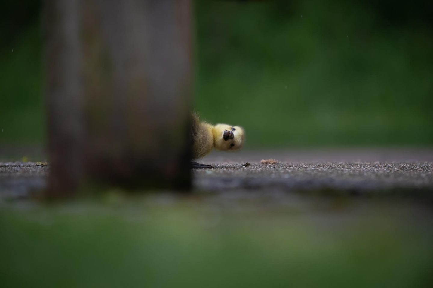 Manche zeigen ihr offenkundiges Desinteresse an der Fotografie, andere bekunden große Neugierde. So auch dieses kleine Gänseküken, das hinter dem Fuß einer Parkbank hervorlugt