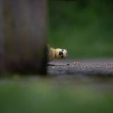 Manche zeigen ihr offenkundiges Desinteresse an der Fotografie, andere bekunden große Neugierde. So auch dieses kleine Gänseküken, das hinter dem Fuß einer Parkbank hervorlugt