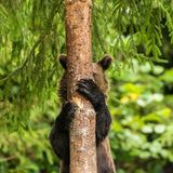 Zugegeben: Manche Tiere in diesem Wettbewerb hätten es beim Versteckspiel deutlich einfacher als dieser Bär aus Rumänien; aber wir tun einfach mal so, als hätten wir ihn nicht gesehen