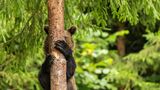 Zugegeben: Manche Tiere in diesem Wettbewerb hätten es beim Versteckspiel deutlich einfacher als dieser Bär aus Rumänien; aber wir tun einfach mal so, als hätten wir ihn nicht gesehen