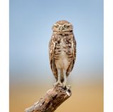 Eher skeptisch scheint dieser junge Kaninchenkauz seiner Modelrolle gegenüberzustehen. Als hätte er auch nichts Besseres zu tun: „Die Perspektive hatten wir doch schon, der Baumstamm wird langsam unbequem und wo bleibt eigentlich das Catering?“