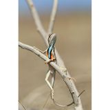 Die einen schmieden noch Pläne, die andere sieht sich wohl bereits über den Dingen stehen. Diese Eidechse umklammert elegant einen Ast, als wolle sie unbedingt ihr gesamtes Fußvolk im Blick behalten