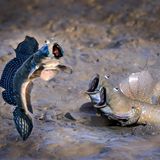 Ein guter Schlammspringerverwandter springt nur so hoch aus dem Schlamm, wie ein Schlammspringerverwandter aus dem Schlamm hochspringen muss. Aber von dieser Leistung scheinen wirklich alle Beteiligten begeistert zu sein