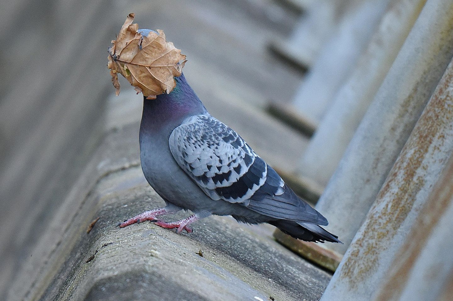 Die Erkenntnis dieser Taube glich einem Schlag ins Gesicht: Okay, das war’s dann wohl mit dem Sommer. Die Frage ist nur: Wie tief muss man einer Tatsache wirklich ins Auge blicken?  Mit seinem Foto hat John Speirs gleich zwei Kategorien für sich entschieden: Er gewinnt den "SPECTRUM PHOTO CREATURES IN THE AIR AWARD" und den "Affinity Photo People’s Choice Award", bei dem alle Interessierten für jenes Foto abstimmen konnten, das sie am meisten zum Lachen gebracht hat