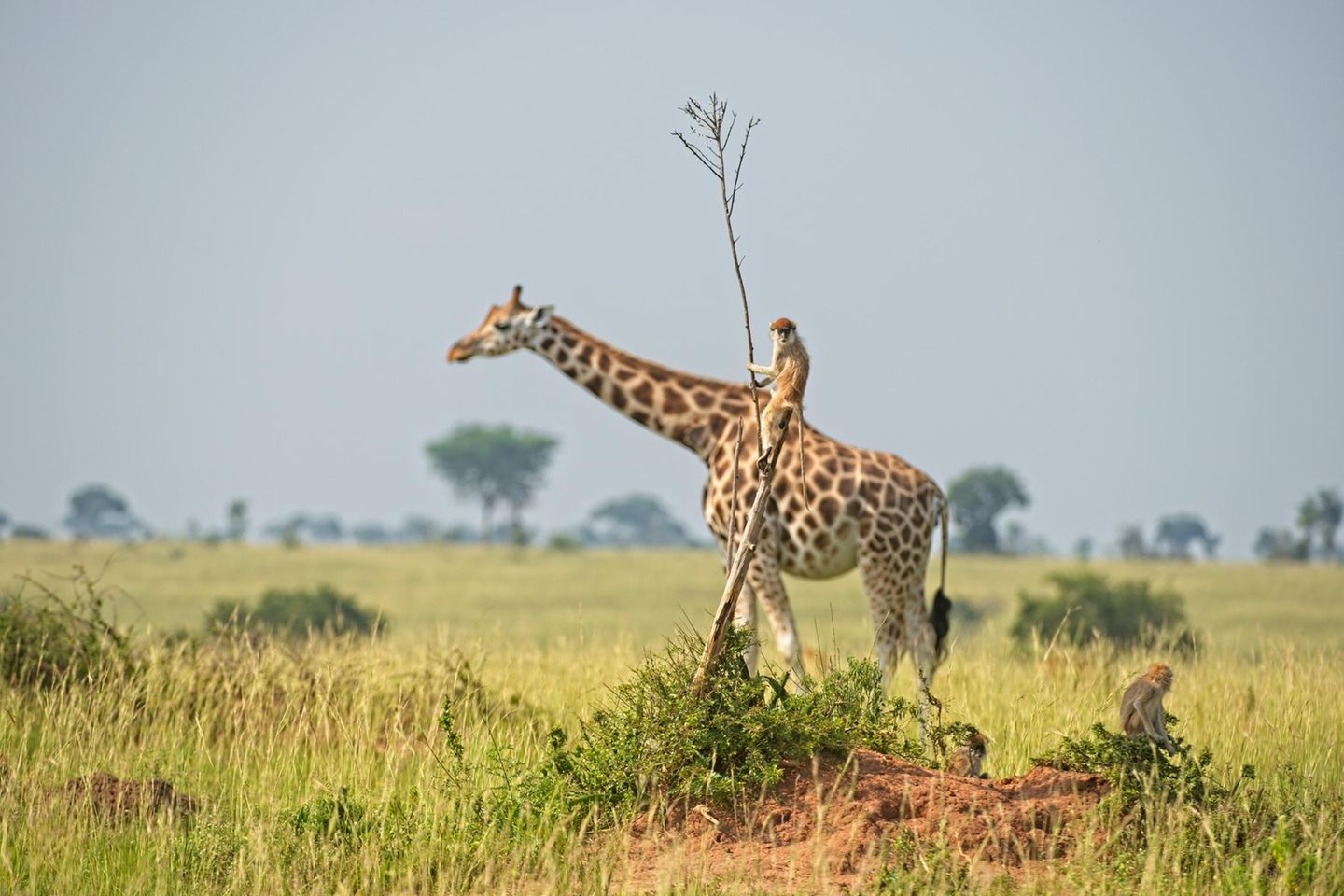 „Yee-haw!“ – Wann sieht man schon mal einen Affen eine Giraffe reiten? Mindestens sehr selten wird hier wohl die Antwort lauten. Und auch diese Aufnahme entpuppt sich auf den zweiten Blick als Illusion – ein nahezu perfekter Schnappschuss