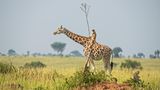 „Yee-haw!“ – Wann sieht man schon mal einen Affen eine Giraffe reiten? Mindestens sehr selten wird hier wohl die Antwort lauten. Und auch diese Aufnahme entpuppt sich auf den zweiten Blick als Illusion – ein nahezu perfekter Schnappschuss