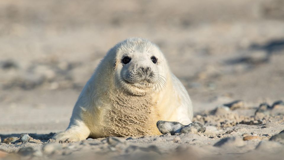Kegelrobbenbaby auf Helgoland im Sand Kegelrobbenbaby auf Helgoland im Sand