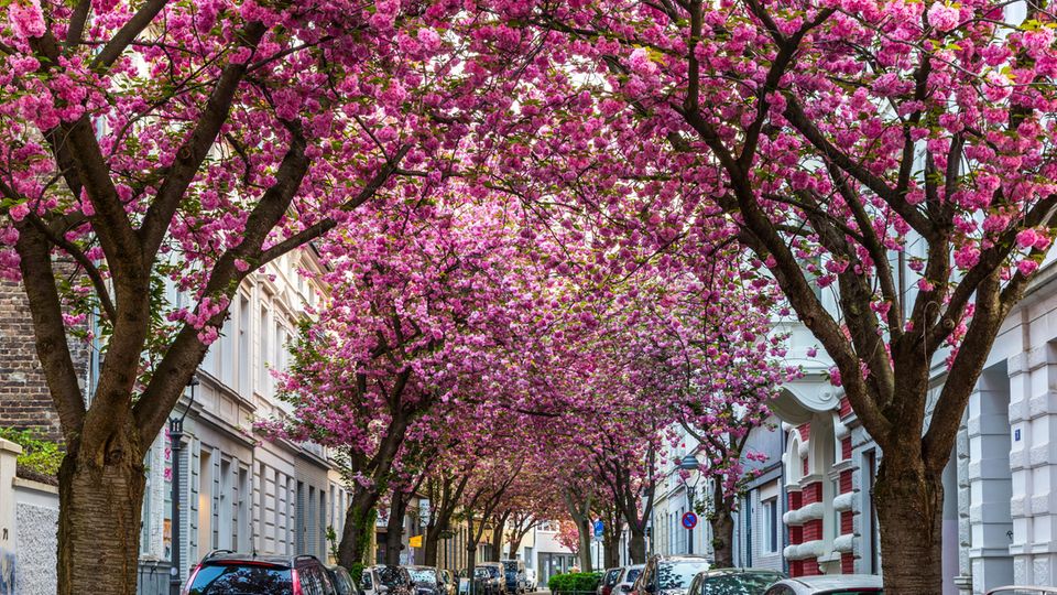 Kirschblüte in der Bonner Altstadt Kirschblüte in der Bonner Altstadt