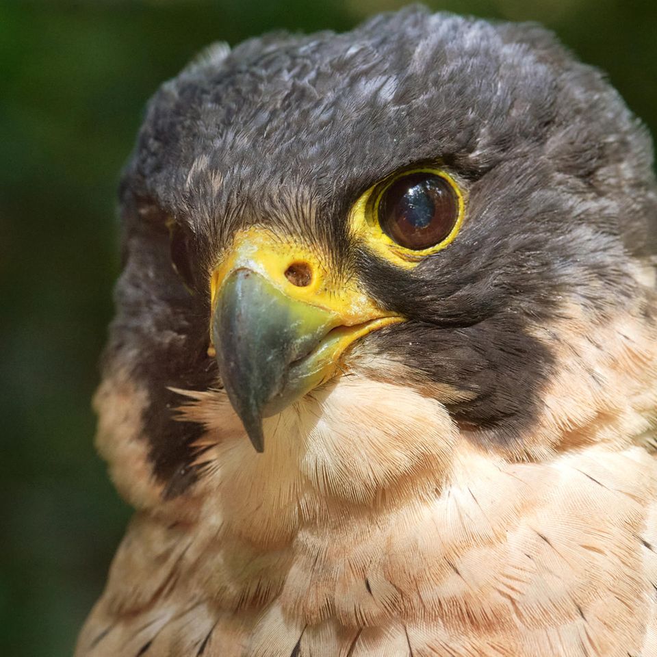 1971 wurde mit dem Wanderfalken erstmals ein Vogel des Jahres gekürt. Bis zu 320 km/h kann der Jäger im Flug erreichen