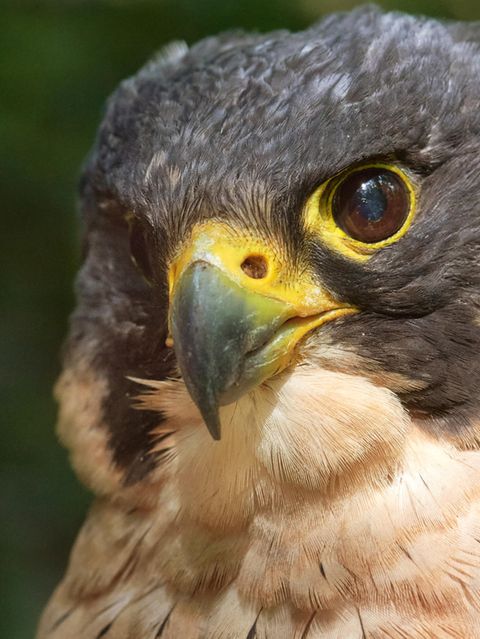 1971 wurde mit dem Wanderfalken erstmals ein Vogel des Jahres gekürt. Bis zu 320 km/h kann der Jäger im Flug erreichen