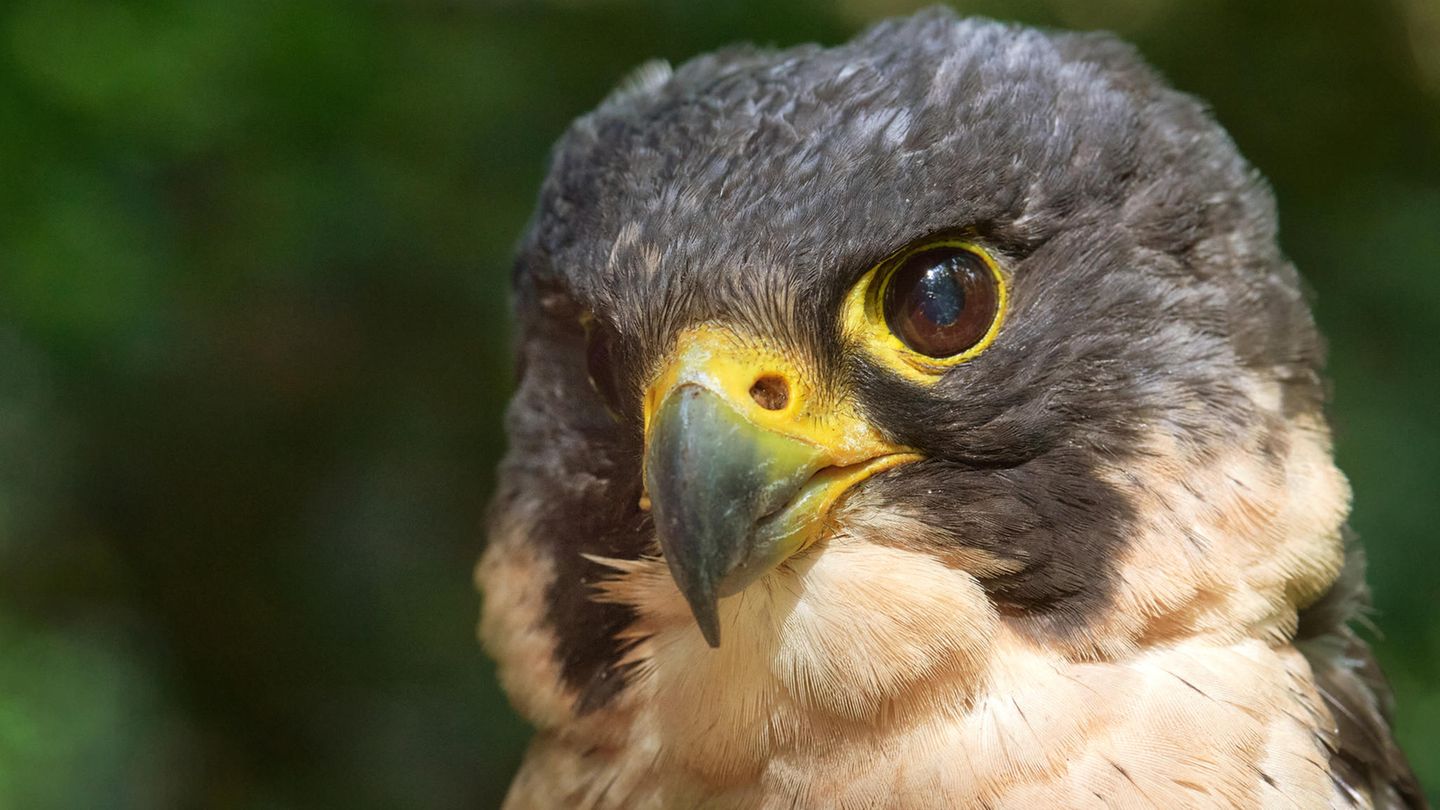 1971 wurde mit dem Wanderfalken erstmals ein Vogel des Jahres gekürt. Bis zu 320 km/h kann der Jäger im Flug erreichen