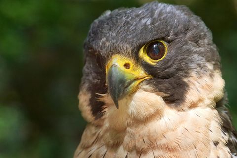 1971 wurde mit dem Wanderfalken erstmals ein Vogel des Jahres gekürt. Bis zu 320 km/h kann der Jäger im Flug erreichen