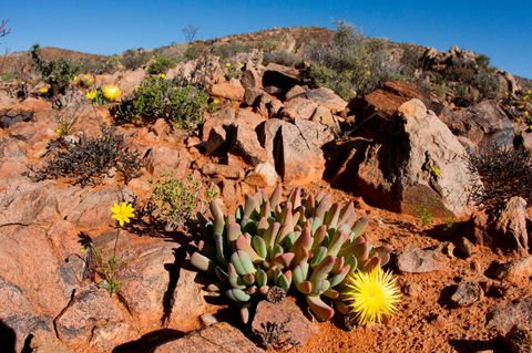 Sukkulenten in Südafrika