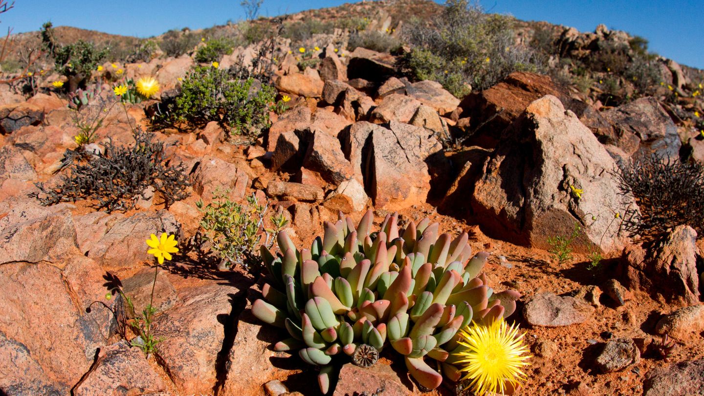 Sukkulenten in Südafrika