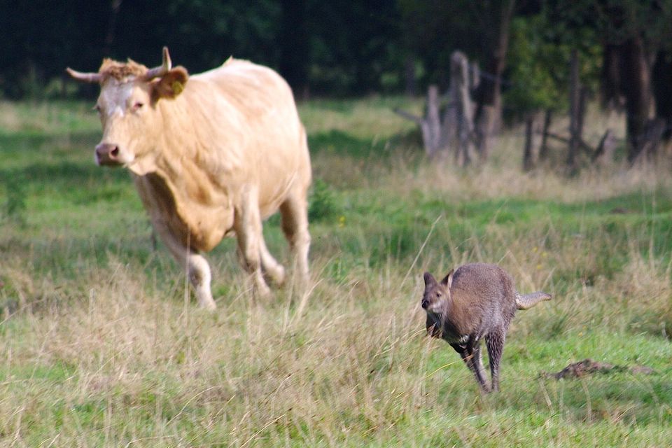 Tierischer Wettlauf: Ein entlaufenes Känguru springt vor einer Kuh über eine Wiese