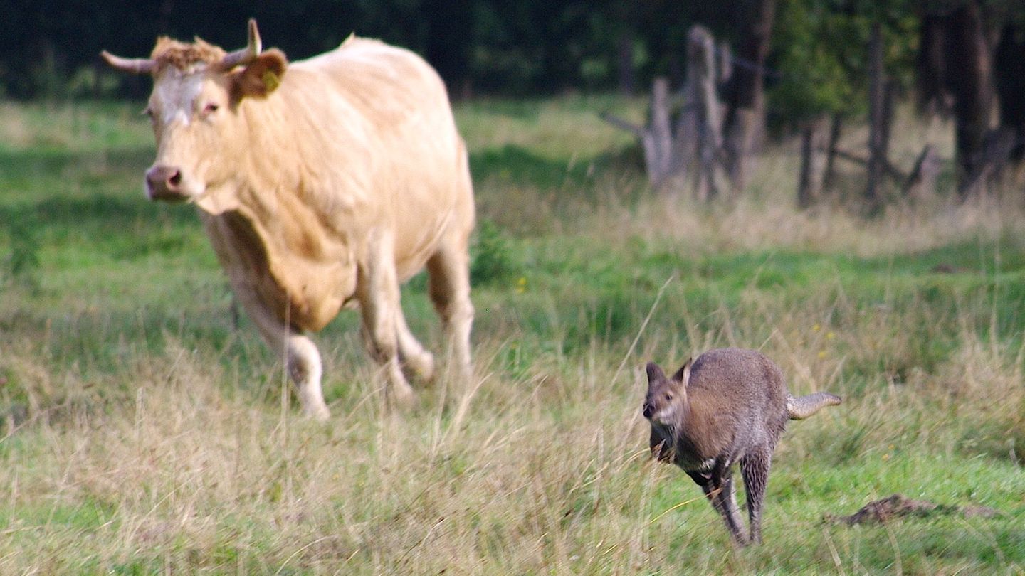 Tierischer Wettlauf: Ein entlaufenes Känguru springt vor einer Kuh über eine Wiese