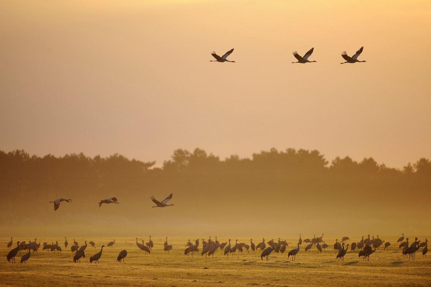 Rastende und fliegende Kraniche bei Sonnenaufgang mit Morgennebel am Günzer See