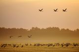 Rastende und fliegende Kraniche bei Sonnenaufgang mit Morgennebel am Günzer See