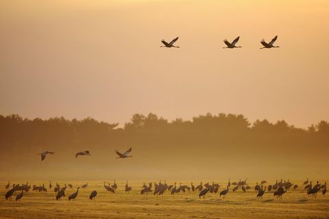 Rastende und fliegende Kraniche bei Sonnenaufgang mit Morgennebel am Günzer See