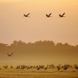 Rastende und fliegende Kraniche bei Sonnenaufgang mit Morgennebel am Günzer See