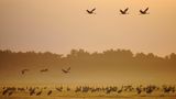 Rastende und fliegende Kraniche bei Sonnenaufgang mit Morgennebel am Günzer See