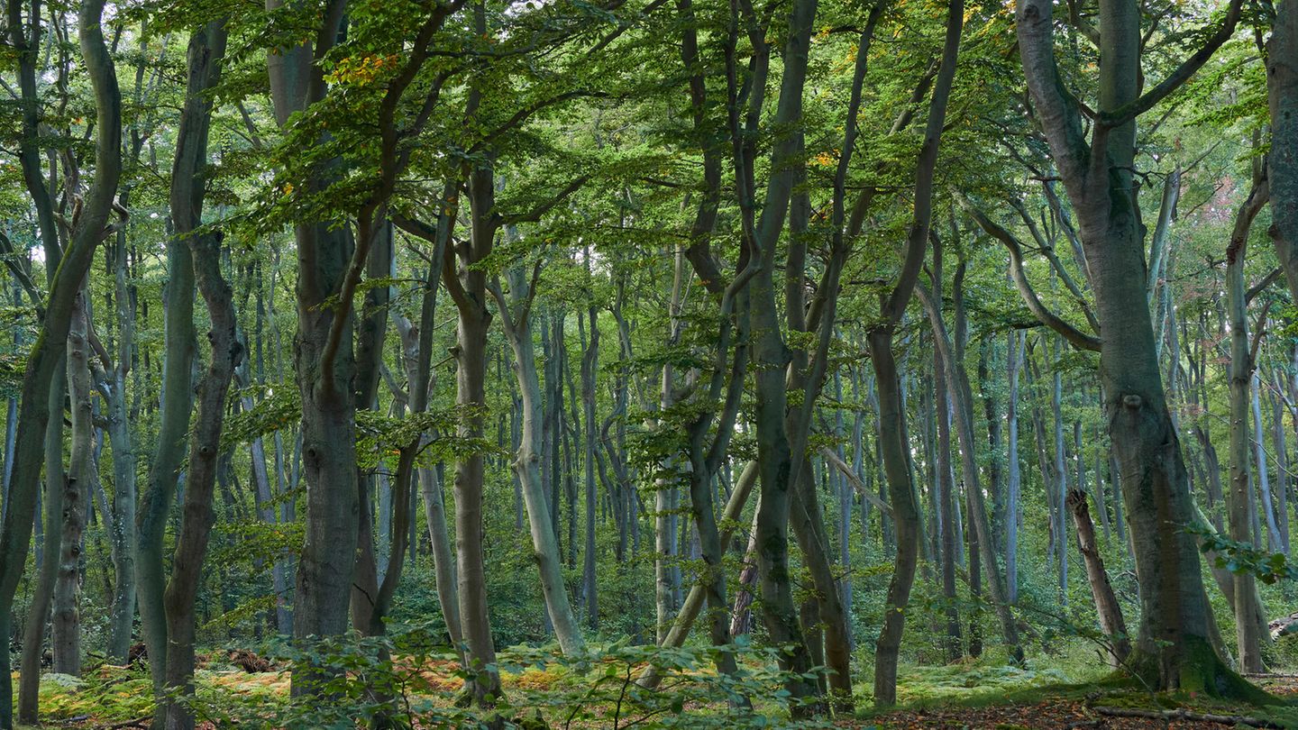 Darßer Urwald
